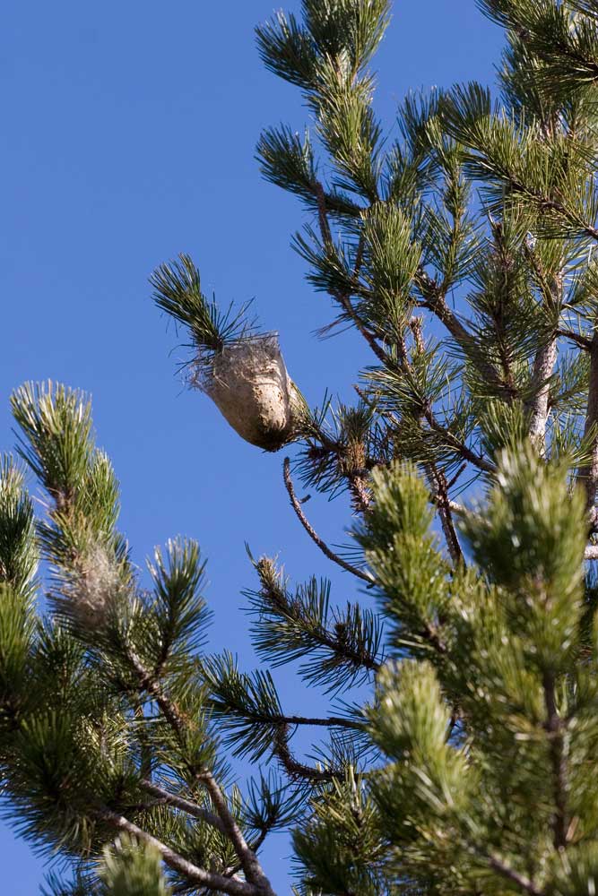 Pinus nigra
